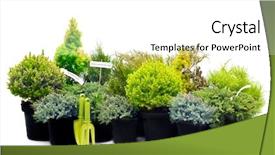  Presentation with tree sky trees green - PPT theme featuring conifer sapling trees in pots background and a white colored foreground