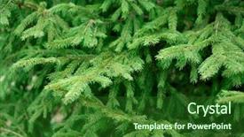  Presentation with branch - Theme with coniferous forest - fresh fir branch background and a forest green colored foreground
