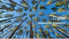  Presentation with pine trees - PPT layouts with coniferous forest with tall trees background and a  colored foreground