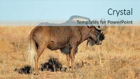 Presentation with black pediatrics evaluation - Colorful slide deck enhanced with connochaetes gnou in open grassland backdrop and a sky blue colored foreground