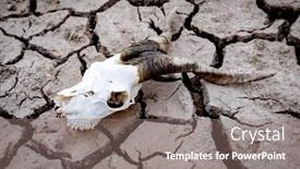  Presentation with cattle - Beautiful PPT theme featuring consequences-of-the-drought-cracked backdrop and a gray colored foreground