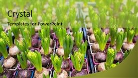  Presentation with gardening - PPT theme featuring conservatory - gardening planting and flora concept background and a yellow colored foreground