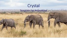  Presentation with older adult - Beautiful PPT theme featuring consistent - elephant group walking backdrop and a sky blue colored foreground