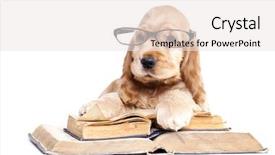  Presentation with puppy english cocker spaniel - Colorful PPT theme enhanced with conspiracy - spaniel puppy wearing glasses backdrop and a white colored foreground