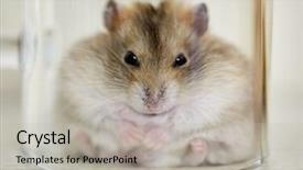  Presentation with golden burst of fire works - Amazing presentation having constraints - fluffy golden hamster covered backdrop and a light gray colored foreground