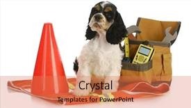  Presentation with old dog - Cool new slides with  backdrop and a  colored foreground