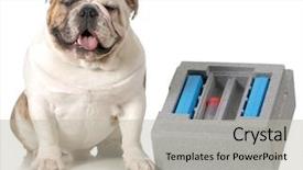  Presentation with english bulldog - Colorful PPT layouts enhanced with container for shipping chilled semen backdrop and a light gray colored foreground