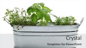  Presentation with herbs - Beautiful presentation featuring container garden - fresh herbs in a metal backdrop and a light gray colored foreground