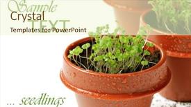  Presentation with oregano - Slides featuring container garden - freshly germinated oregano seedlings background and a cream colored foreground