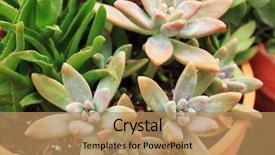 Presentation with succulents - Audience pleasing slide deck consisting of container garden - healthy green succulents backdrop and a coral colored foreground