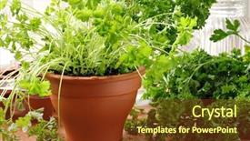  Presentation with container gardening - Slide set having container garden - herb gardening still life background and a tawny brown colored foreground