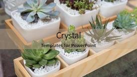  Presentation with succulent - Amazing PPT layouts having container garden - miniature succulent plants backdrop and a coral colored foreground