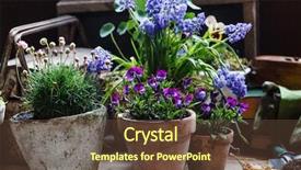  Presentation with container - Beautiful slides featuring container garden - spring flowers backdrop and a tawny brown colored foreground