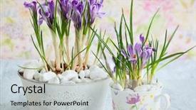  Presentation with purple crocus - Colorful PPT theme enhanced with container garden - spring purple crocus flowers backdrop and a light gray colored foreground