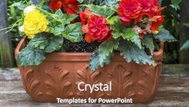  Presentation with colorful odontology mold - Cool new PPT theme with container garden - terracotta planter filled with colorful backdrop and a tawny brown colored foreground