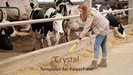  Presentation with livestock - Presentation having contemporary-female-worker-of-animal background and a coral colored foreground