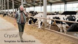  Presentation with cattle - Slides featuring contemporary-serious-mature-male-owner background and a coral colored foreground