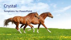  Presentation with realistic - Audience pleasing theme consisting of two foals gallop - realistic photo backdrop and a sky blue colored foreground