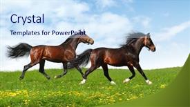  Presentation with realistic - Theme enhanced with two stallions trot - realistic photo background and a  colored foreground