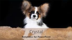  Presentation with toy - Theme consisting of continental-toy-spaniel-butterfly-dog background and a coral colored foreground