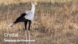  Presentation with landscapes of savanna serengeti tanzania - Slides having secretary bird sagittarius serpentarius pauses background and a coral colored foreground