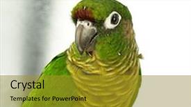 Presentation with yellow green - Cool new slides with conure green cheeked yellow sided pyrrhura molinae backdrop and a gold colored foreground
