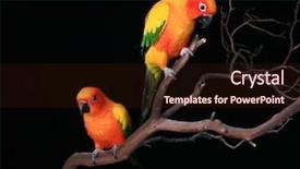  Presentation with parrots - Cool new PPT theme with conure parrots on a tree backdrop and a  colored foreground