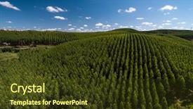  Presentation with eucalyptus - Slides with convergence - aerial view of eucalyptus forest background and a tawny brown colored foreground