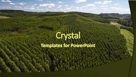  Presentation with eucalyptus - PPT layouts featuring convergence - aerial view of eucalyptus forest background and a tawny brown colored foreground