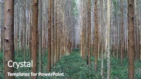  Presentation with eucalyptus - Slides featuring convergence - eucalyptus plantation background and a  colored foreground