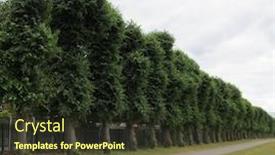  Presentation with pathway - Presentation design having converging-lines-on-tree-tops background and a tawny brown colored foreground