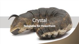  Presentation with hawk - Slide deck featuring convolvulus hawk-moth agrius convolvuli background and a tawny brown colored foreground