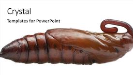  Presentation with pupa - Slide deck featuring convolvulus hawk-moth or sweetpotato background and a white colored foreground