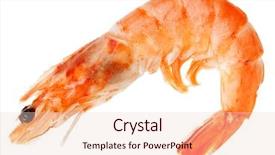  Presentation with tiger shrimp - Beautiful theme featuring cooked shelled tiger shrimp isolated backdrop and a lemonade colored foreground
