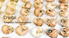  Presentation with sauce - Beautiful presentation theme featuring cooked-snails-with-mustard-sauce backdrop and a lemonade colored foreground