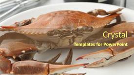  Presentation with crab - Audience pleasing presentation consisting of cooked-whole-blue-crab backdrop and a tawny brown colored foreground