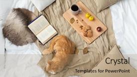  Presentation with domestic animal - Presentation theme having cookies at home in winter background and a coral colored foreground