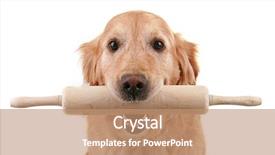  Presentation with dog templqtes - Audience pleasing presentation consisting of cooking fun - dog holding kitchen roller isolated backdrop and a  colored foreground