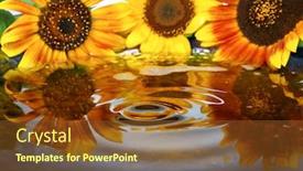  Presentation with cooking oil - Presentation theme having cooking oil and beautiful sunflowers closeup background and a tawny brown colored foreground