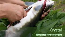  Presentation with food red - Beautiful presentation theme featuring cooking-salmon-pink-salmon backdrop and a tawny brown colored foreground
