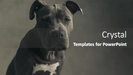  Presentation with cool - PPT theme consisting of cool-american-staffordshire-terrier-dog background and a dark gray colored foreground