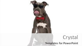  Presentation with cool - Slide set with cool-american-staffordshire-terrier-licking background and a white colored foreground