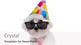  Presentation with pink birthday - Audience pleasing PPT theme consisting of cool-bichon-dog-looking-over backdrop and a white colored foreground