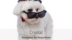  Presentation with cool - Cool new slide deck with cool-bichon-dog-walking-one backdrop and a light gray colored foreground