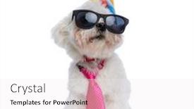  Presentation with pink birthday - PPT theme enhanced with cool-bichon-dog-wearing-sunglasses background and a white colored foreground