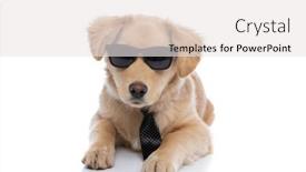  Presentation with golden hollow balls - Presentation theme featuring cool-elegant-golden-retriever-puppy background and a white colored foreground