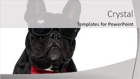  Presentation with cool - Colorful presentation enhanced with cool-french-bulldog-puppy-wearing backdrop and a light gray colored foreground