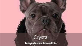  Presentation with cool - PPT theme enhanced with cool-french-bulldog-puppy background and a tawny brown colored foreground