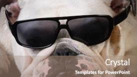 Presentation with illustration of cool water wave - Colorful presentation enhanced with cool hound - bulldog wearing sunglasses backdrop and a  colored foreground