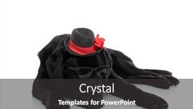  Presentation with cool - Slide set featuring cool-labrador-retriever-dog-laying background and a dark gray colored foreground